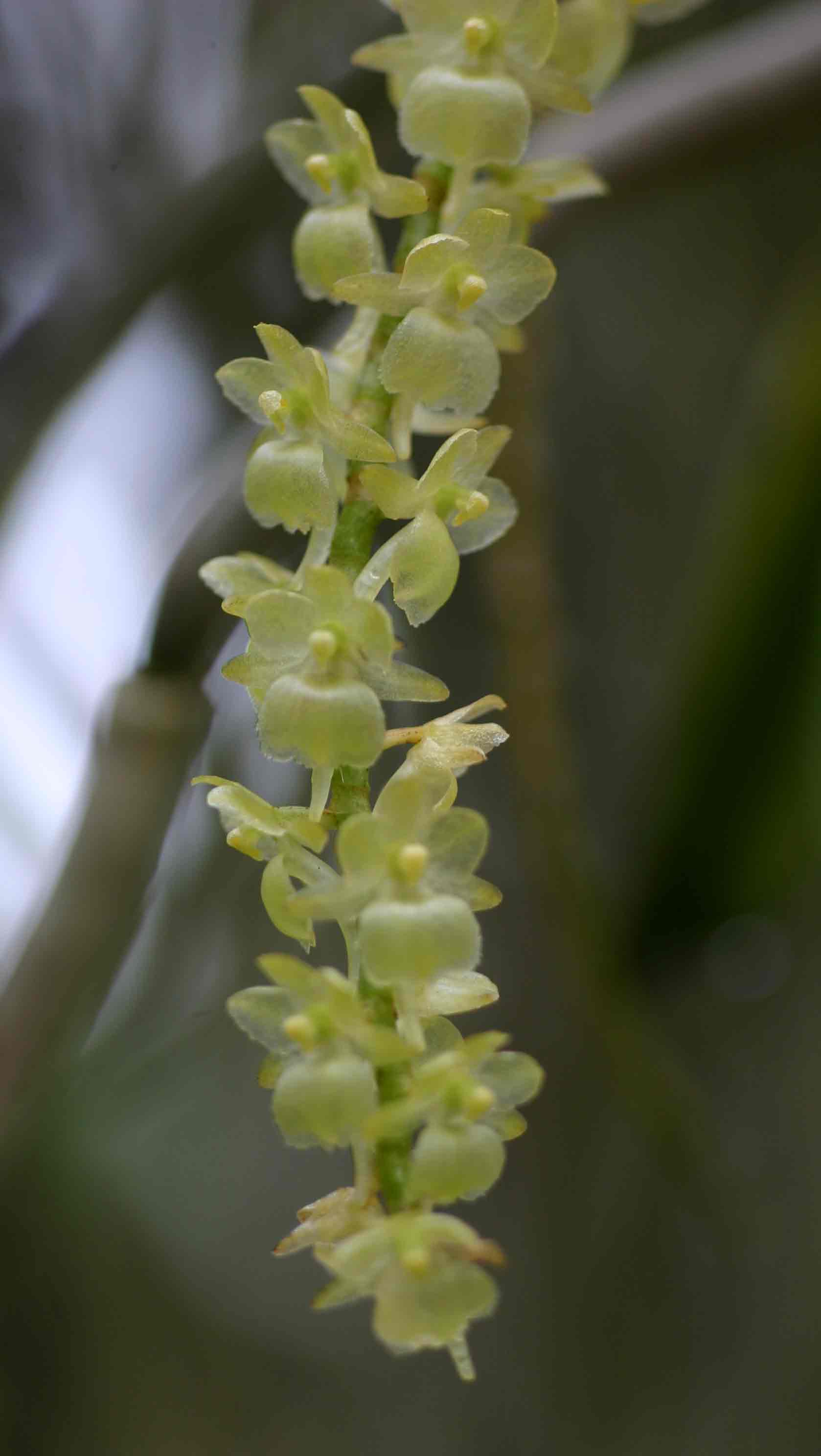Diaphananthe xanthopollinia