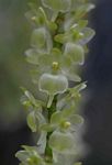 Diaphananthe xanthopollinia