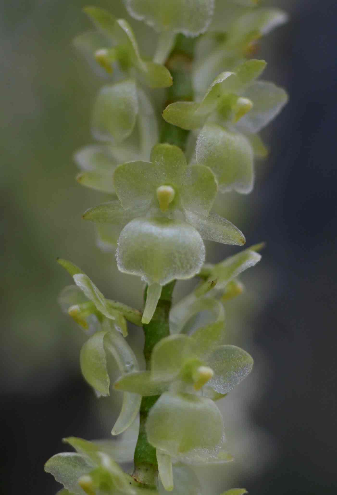 Diaphananthe xanthopollinia