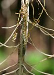 Microcoelia exilis
