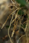 Microcoelia exilis