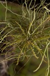 Microcoelia exilis