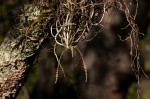Microcoelia exilis