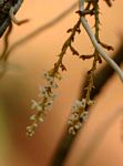 Microcoelia exilis
