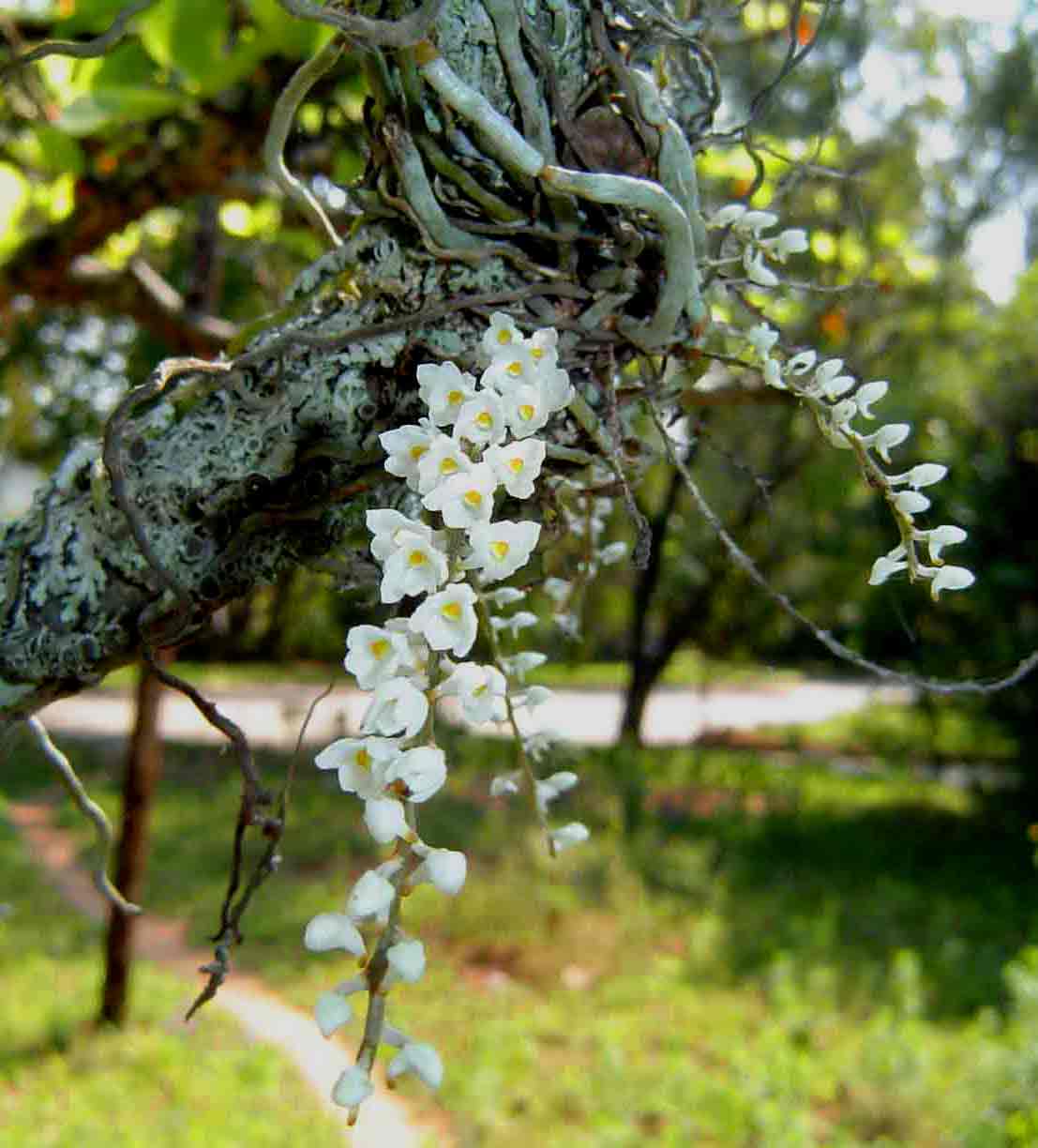 Microcoelia stolzii