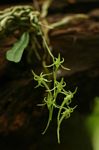 Mystacidium tanganyikense