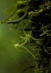 Mystacidium tanganyikense