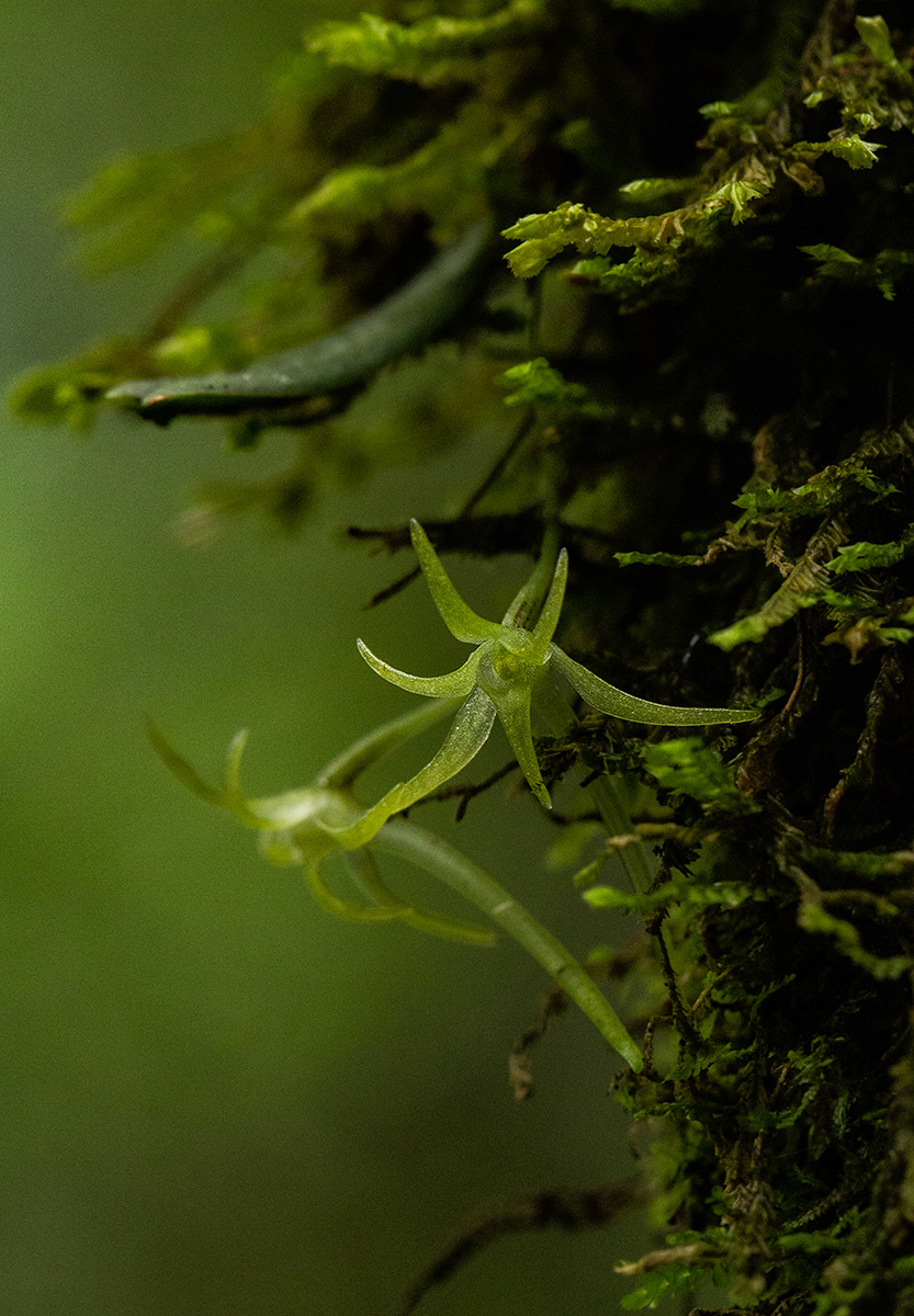 Mystacidium tanganyikense