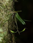 Mystacidium tanganyikense