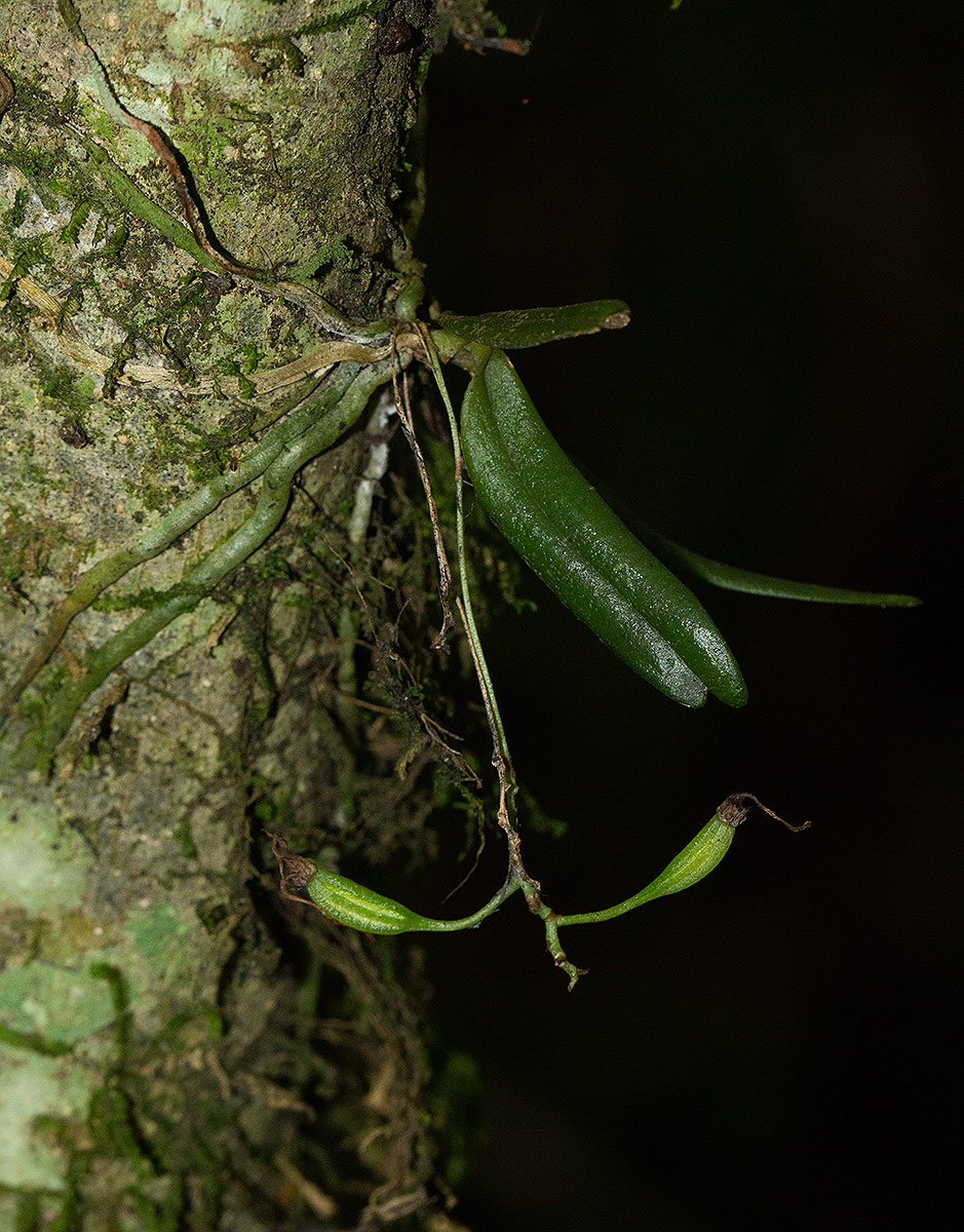 Mystacidium tanganyikense