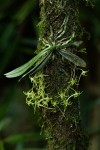 Mystacidium tanganyikense