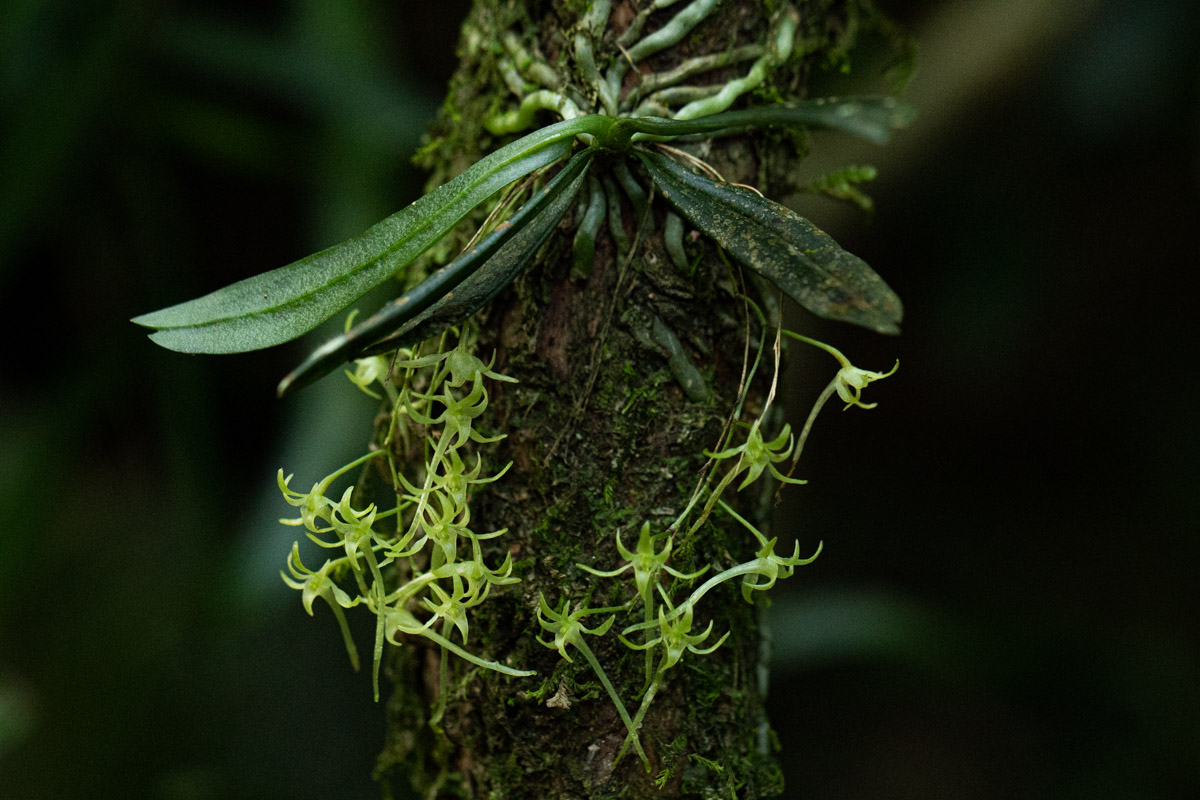 Mystacidium tanganyikense