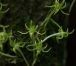 Mystacidium tanganyikense