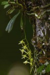 Mystacidium tanganyikense