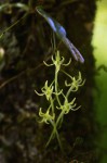 Mystacidium tanganyikense