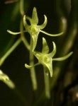 Mystacidium tanganyikense