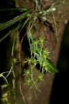 Mystacidium tanganyikense