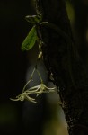 Mystacidium tanganyikense
