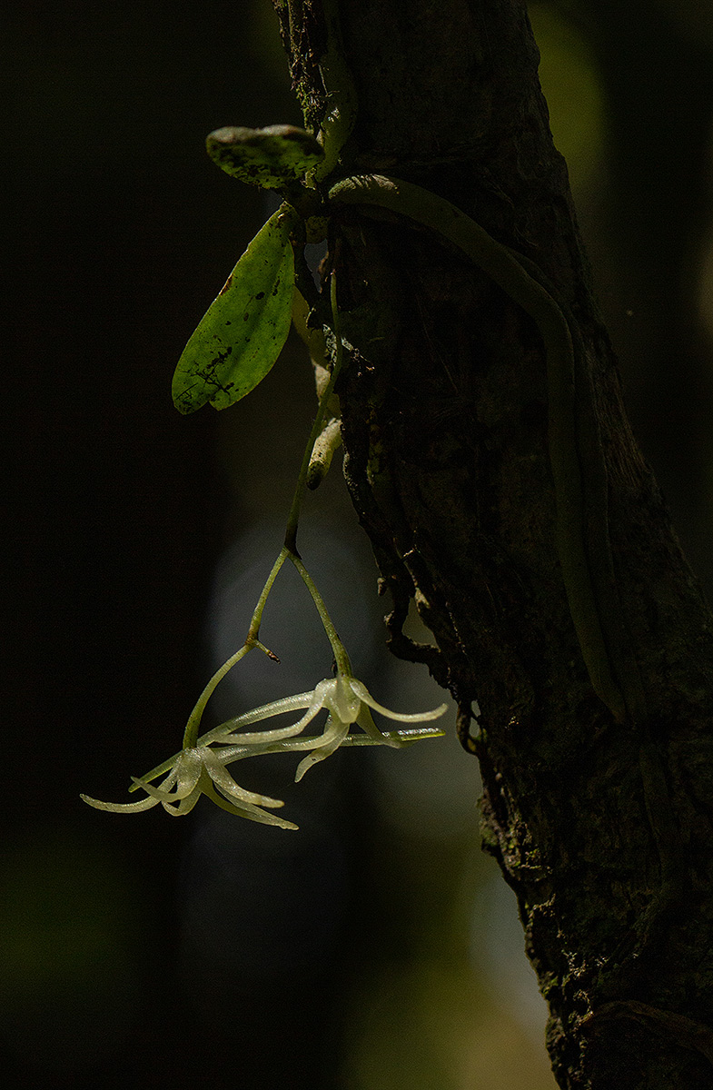 Mystacidium tanganyikense