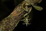 Mystacidium tanganyikense