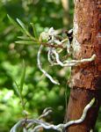 Solenangis conica