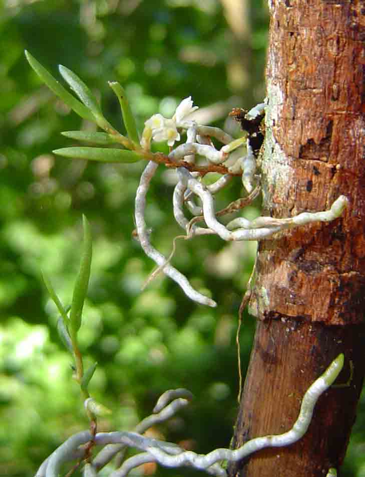 Solenangis conica