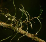 Solenangis conica