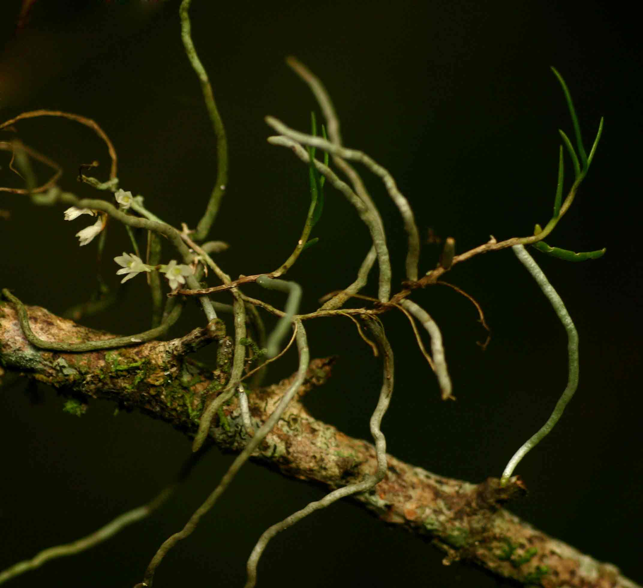 Solenangis conica