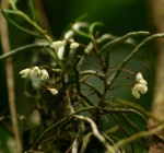 Solenangis conica