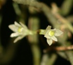 Solenangis conica