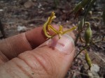 Eulophia callichroma
