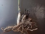 Eulophia callichroma