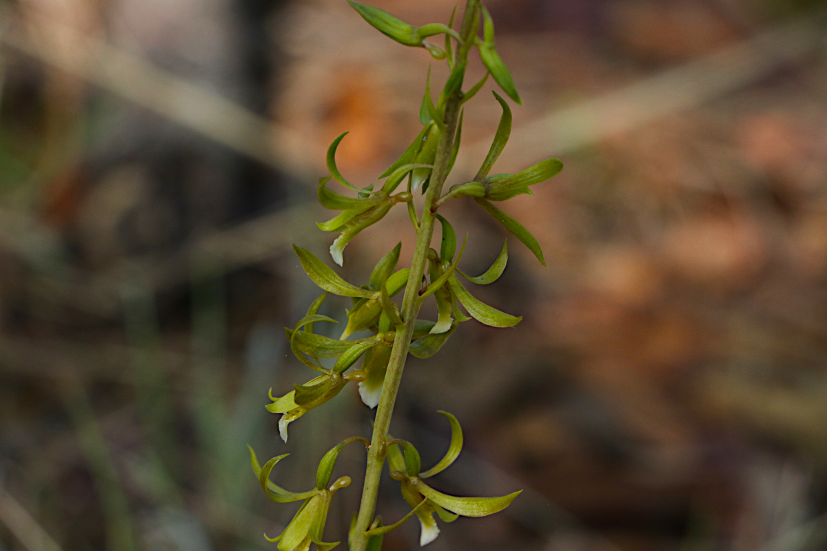 Eulophia eylesii Eulophia eylesii