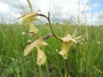 Eulophia flavopurpurea
