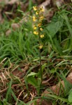 Eulophia fridericii