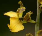 Eulophia fridericii