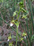 Eulophia leachii