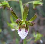 Eulophia leachii
