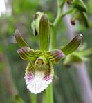 Eulophia leachii