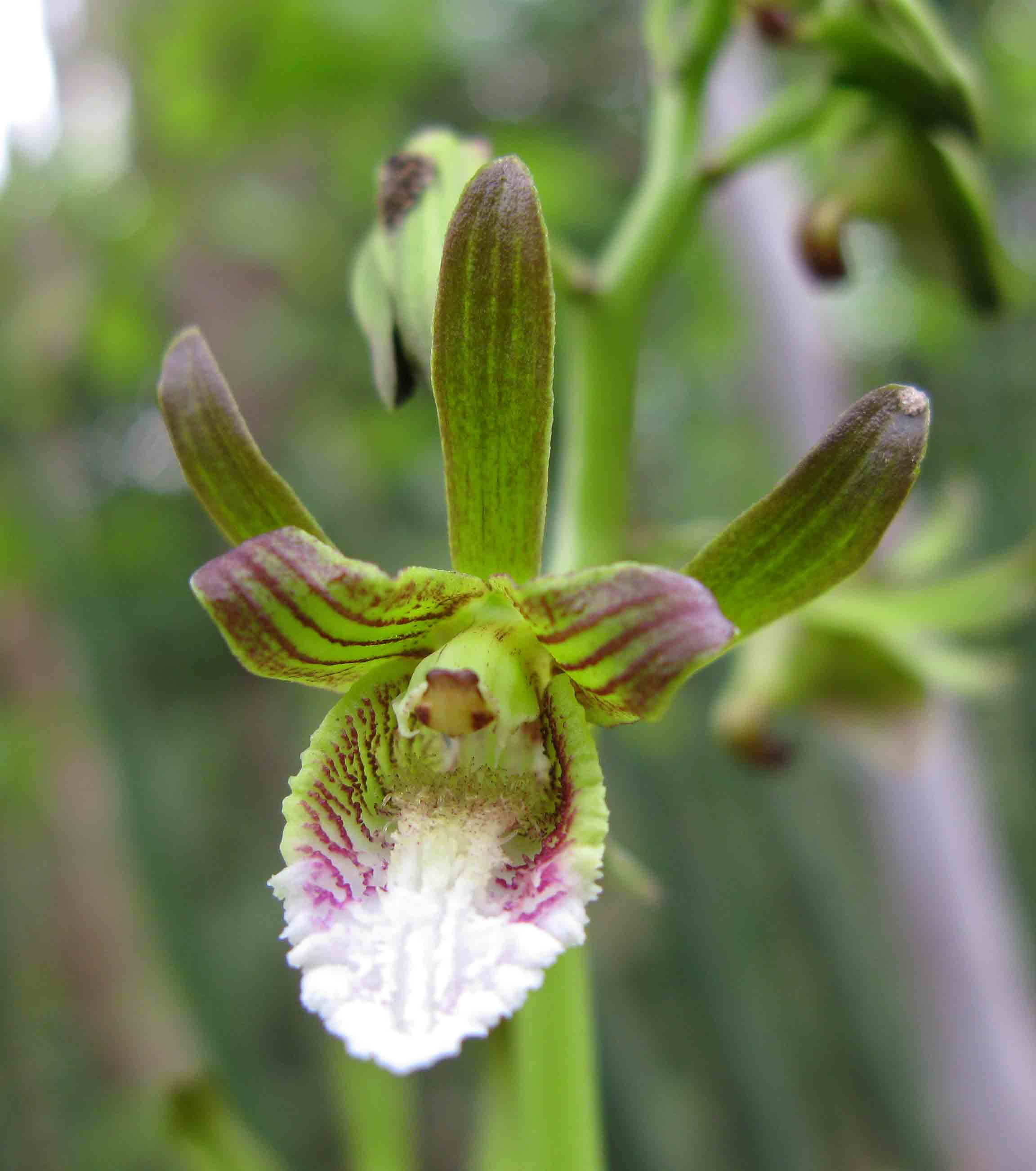 Eulophia leachii