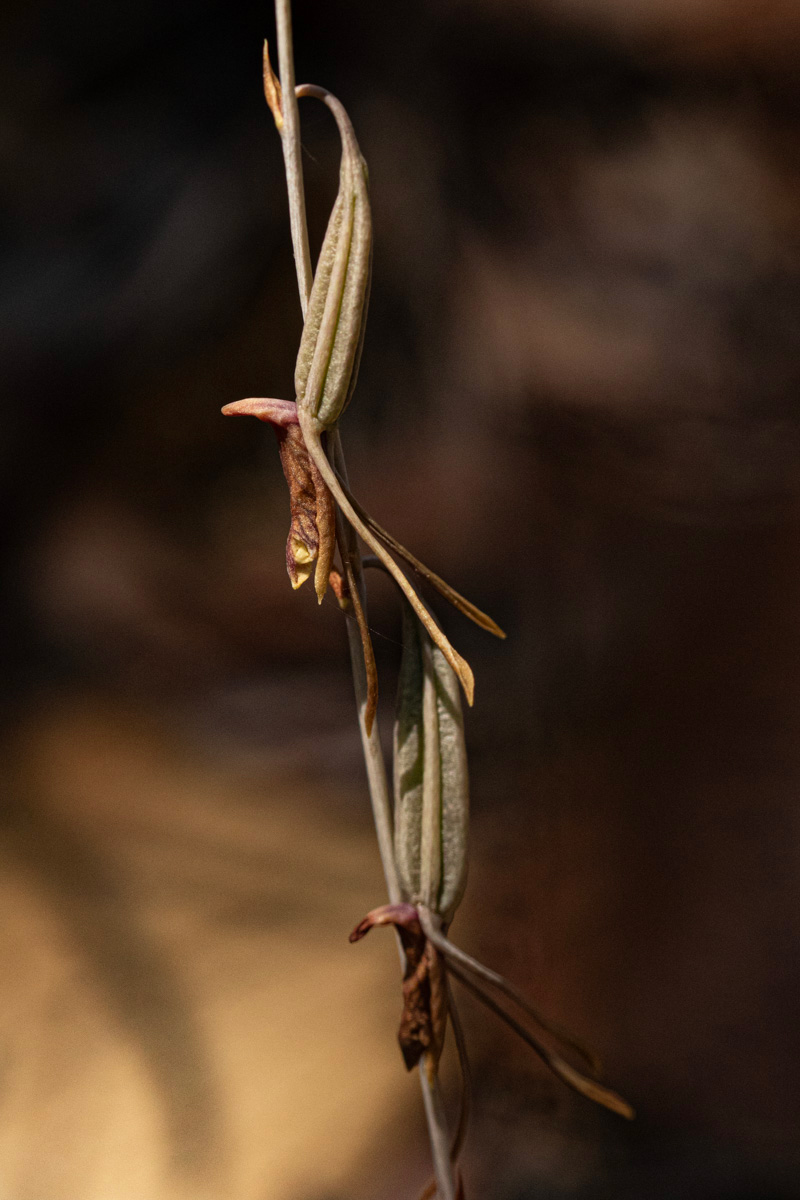 Eulophia longisepala Eulophia longisepala