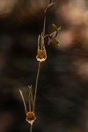 Eulophia longisepala