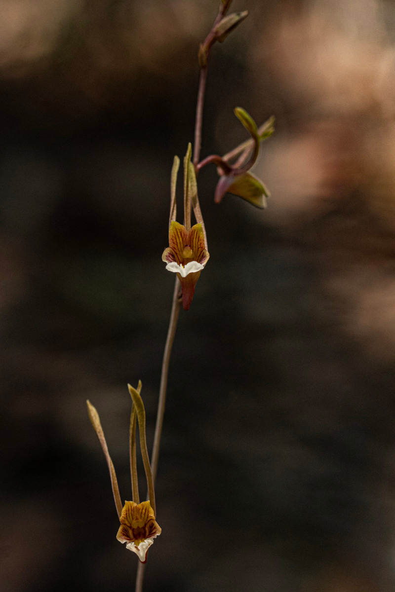 Eulophia longisepala Eulophia longisepala