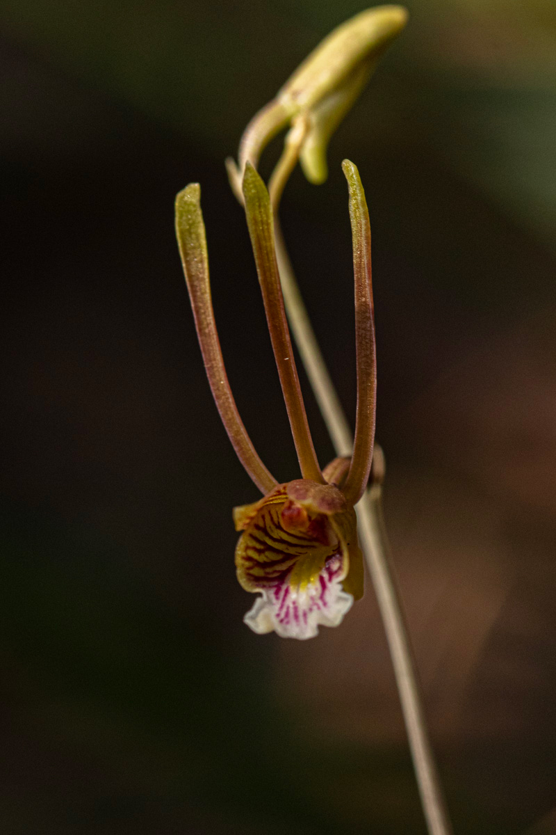 Eulophia longisepala Eulophia longisepala