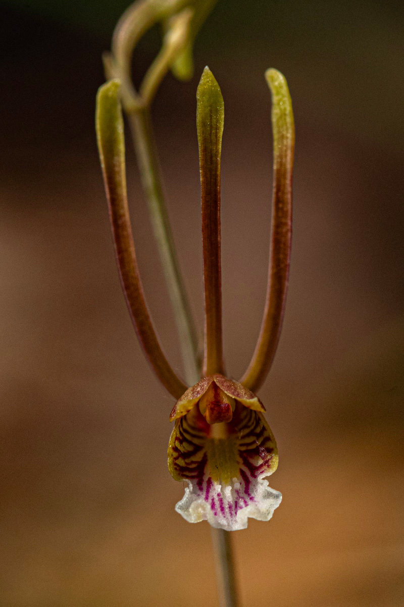 Eulophia longisepala Eulophia longisepala