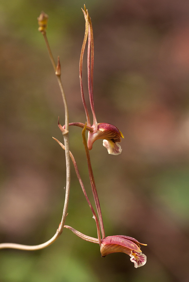 Eulophia longisepala