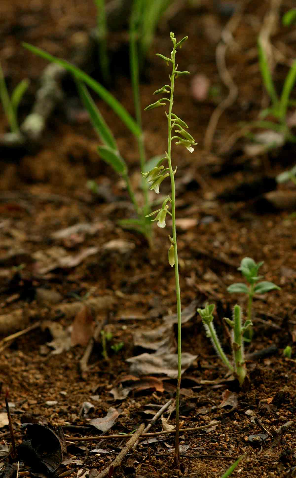 Eulophia norlindhii