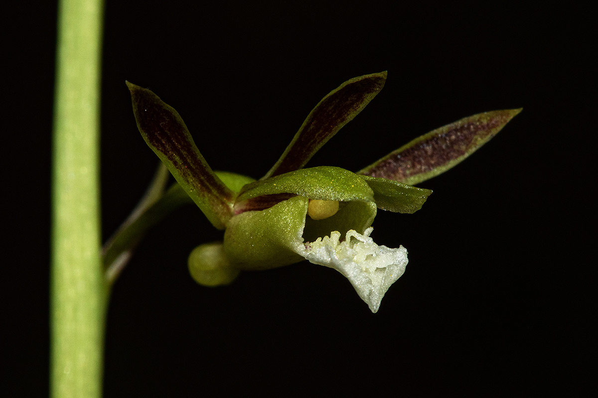 Eulophia norlindhii