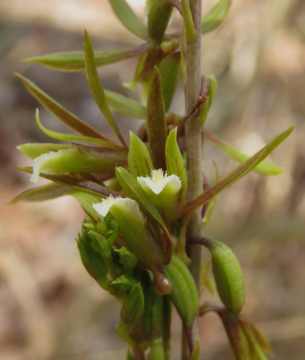 Eulophia norlindhii