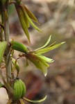 Eulophia norlindhii